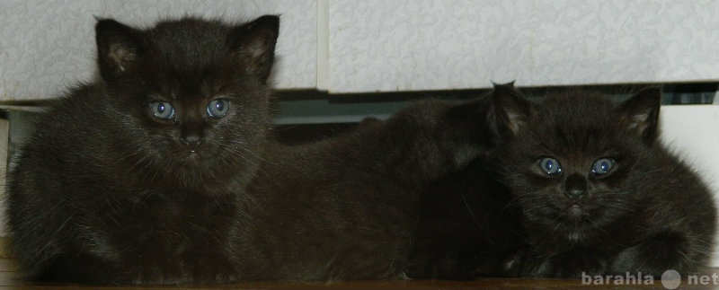 Отдам даром: Четыре черных котенка ждут хозяев)