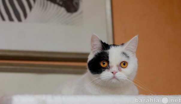 Продам: Бокка-кошка с доверчивыми глазами