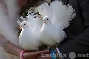 Продам: Белые голуби