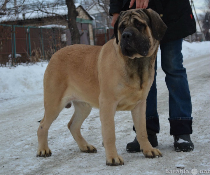 Продам: Английский мастиф кобель