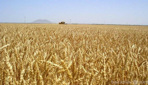 Продам: Пшеница оптом от производителя