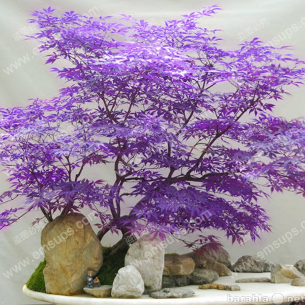Продам: Бонсай фиолетовый клён(семена)