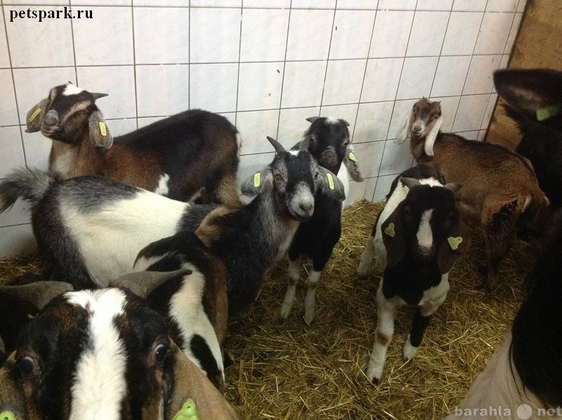 Продам: Купить Англо-нубийские козы можно у нас.