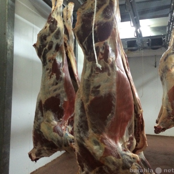 Продам: Мясо говядины высокого качества