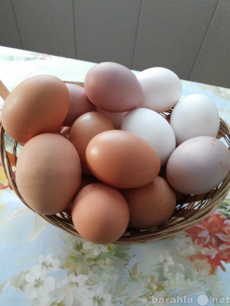 Продам: Домашнее яйцо