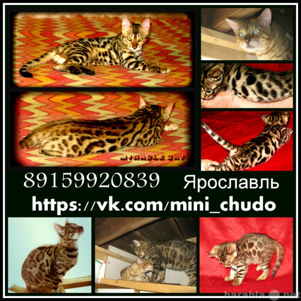 Продам: Мини леопарды, бенгальские котята