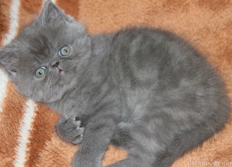 Продам: Котенок персидский плюшевый (экзот)