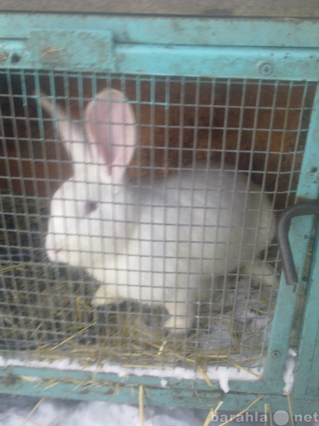 Продам: Кролики породы немецкий Ризен