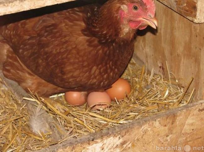 Продам: Яйца домашние! Мясо птицы