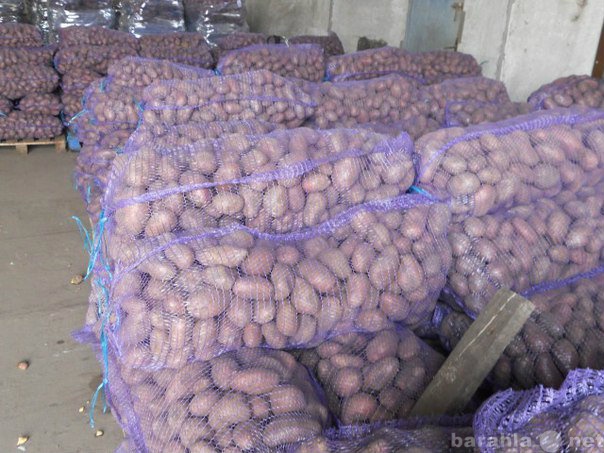 Продам: Оптовая продажа картофеля от КФХ Урал