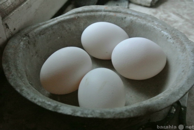 Продам: Домашнее куриное яйцо