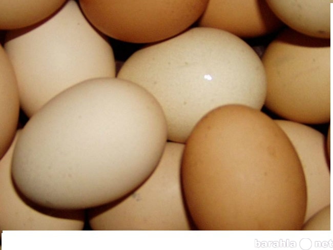 Продам: Яйцо деревенское куриное