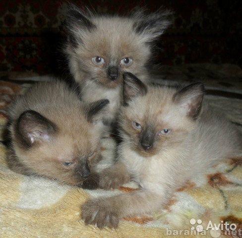 Продам: Сиамские котята