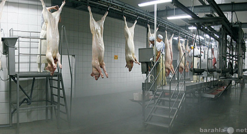 Продам: Мясо свинина в тушках