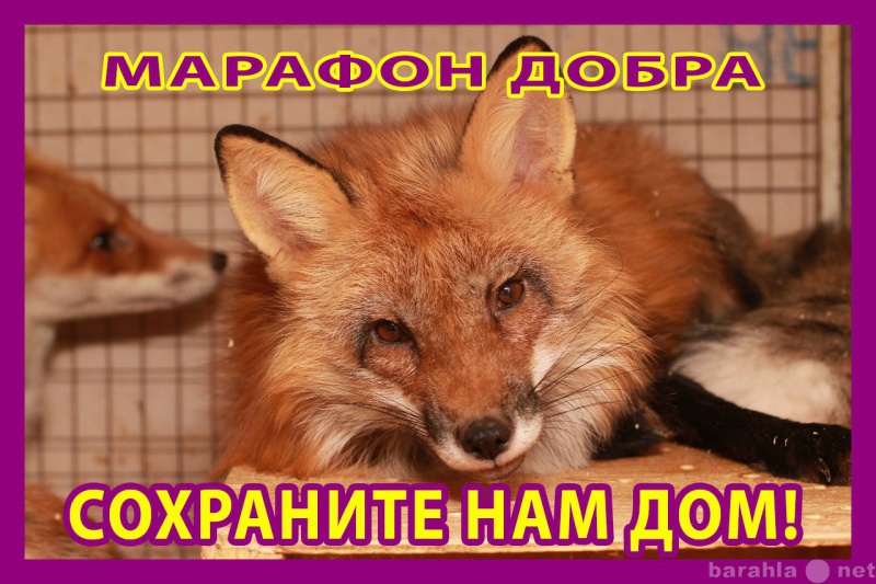 Отдам даром: Помощь животным в Томске