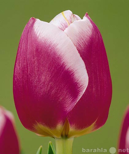 Продам: Тюльпаны  опт и розница к 8 марта 2016 г