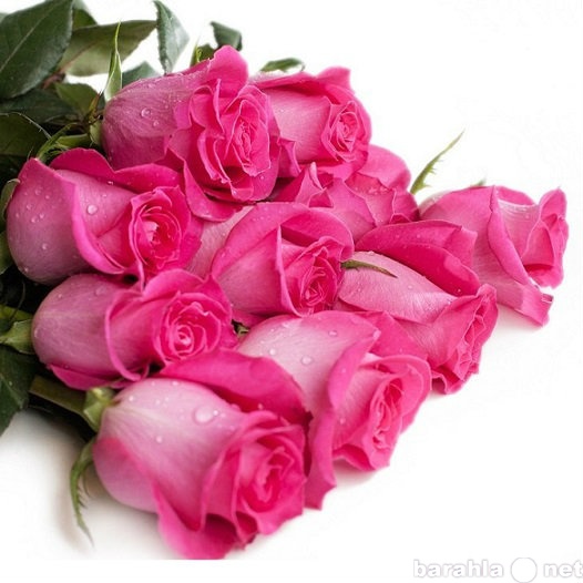Продам: Розовые розы 50-60 см.