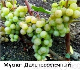 Продам: черенки винограда Приморских сортов