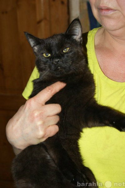 Отдам даром: Полностью черный ласковый красавец кот 6