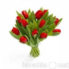 Продам: тюльпаны на 14 февраля и 8 марта
