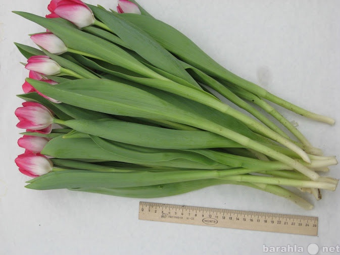 Продам: Тюльпаны в Абакане оптом