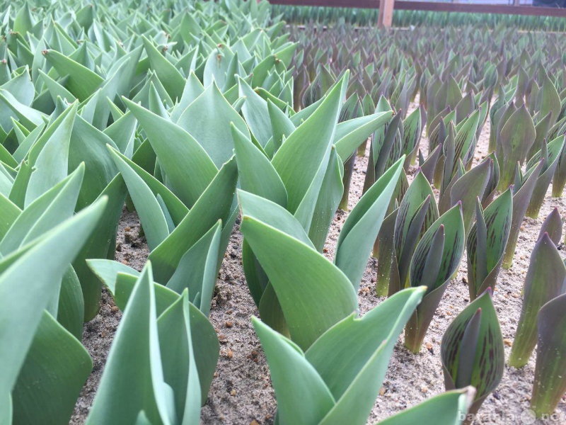 Продам: тюльпаны от производителя оптом к 8 март