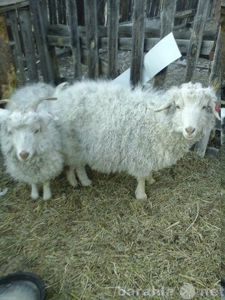 Продам: Ангорские пуховые козы в продаже