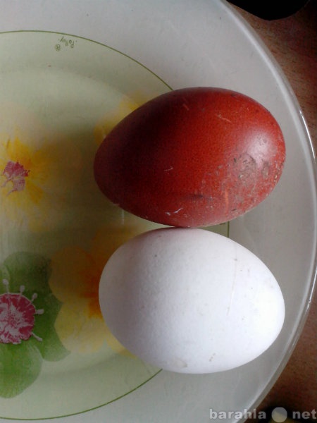Продам: Инкубационное яйцо