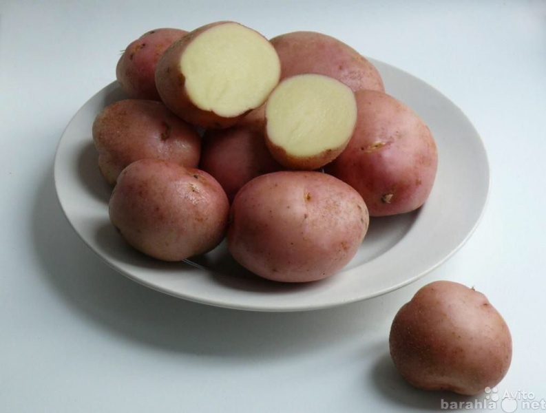Продам: Cеменной картофель РОМАНО