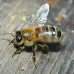 Продам: Пчелопакеты Карпатка Доставка бесплатная