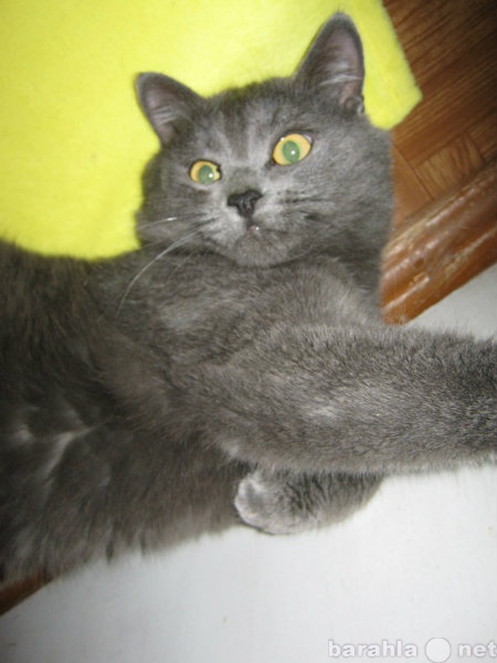 Отдам даром: Серый кот Руслан