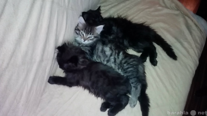 Отдам даром: Три сибирских котика ищут дом