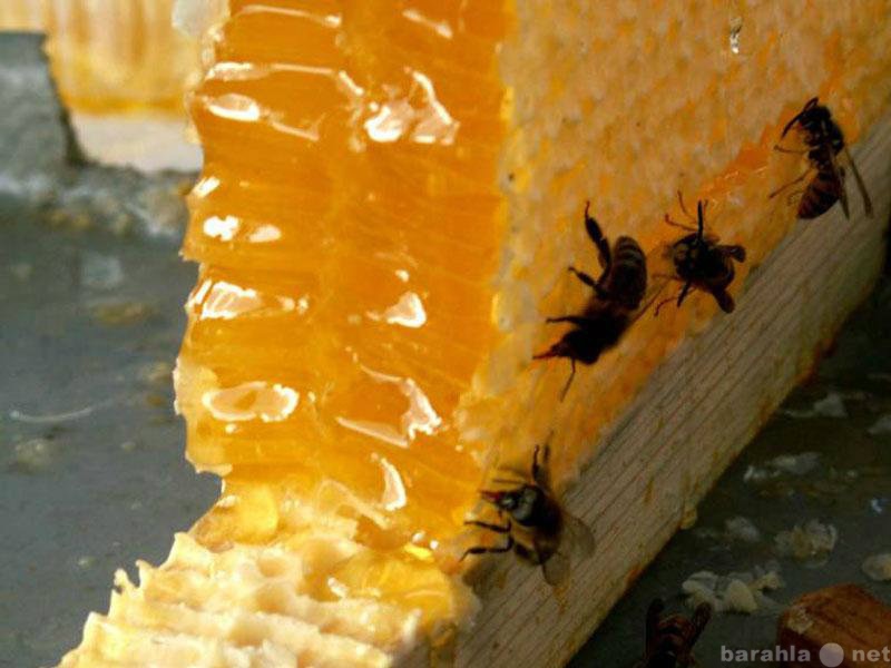 Продам: Мёд натуральный цветочный