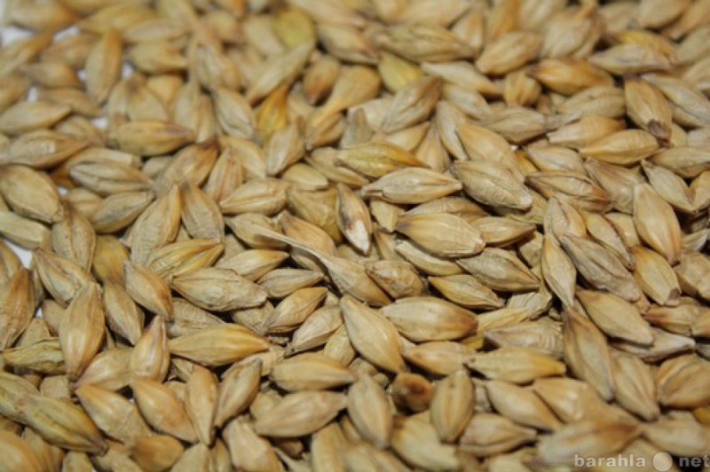 Продам: Ячмень (семена очищенные - урожай 2015г)