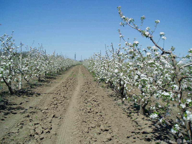 Продам: Плoдoнoсящий яблoневый сад в Крыму