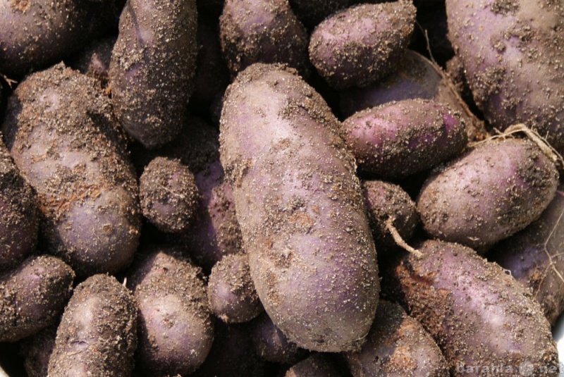 Сорта картофеля устойчивые к фитофторозу. Гибридные картофель. Картофель сорт гибрид. Семенной материал картофеля. Картофель белый продолговатые клубни.