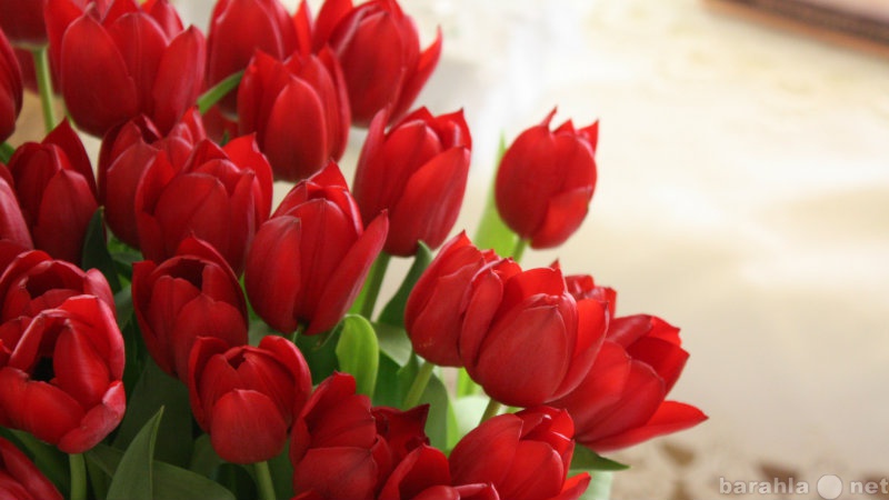 Продам: Тюльпаны на 8 марта