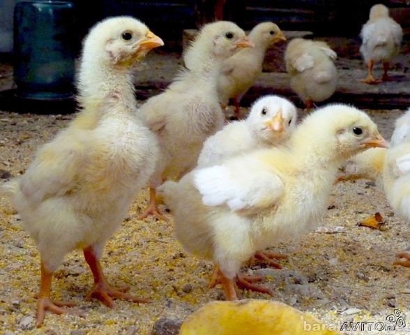 Продам: двухнедельные цыплята