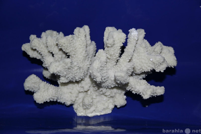Продам: Коралл морской искуственный