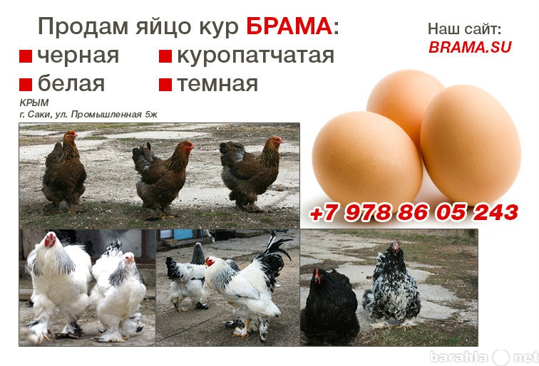Яйца кур брама. Куры Брама инкубация яиц. Курица породы Брама яйца. Инкубационное яйцо кур Брама. Цыплята породы темная Брама.
