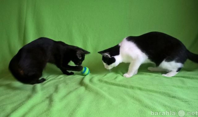 Отдам даром: Фантик и Ириска, ласковые котята в дар