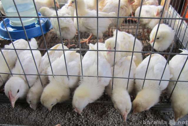 Продам: продам цыплят яичной породы месячные