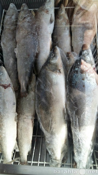 Продам: рыбу свежемороженую Муксун, Чир, Нельма