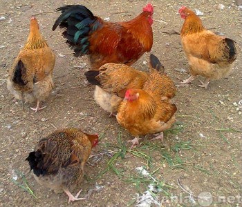 Продам: цыплята породы кучинская-юбилейная