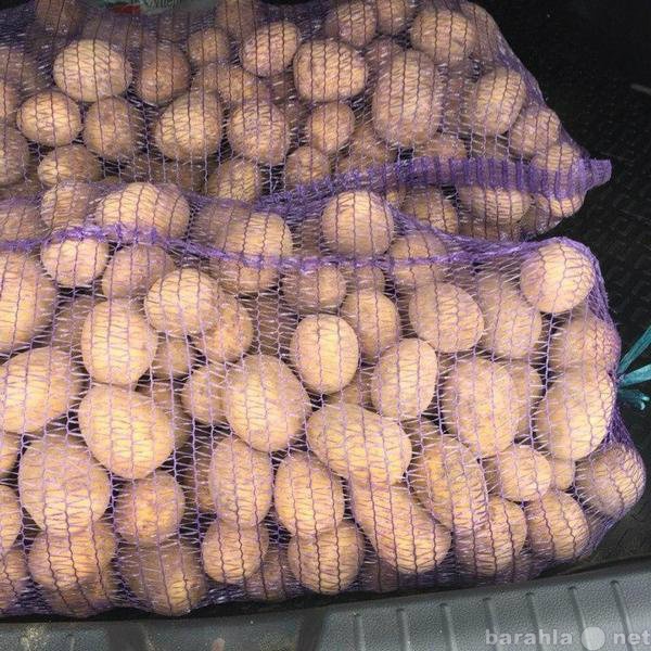 Продам: Картофель “Гала” 8.5 руб. с ндс от произ