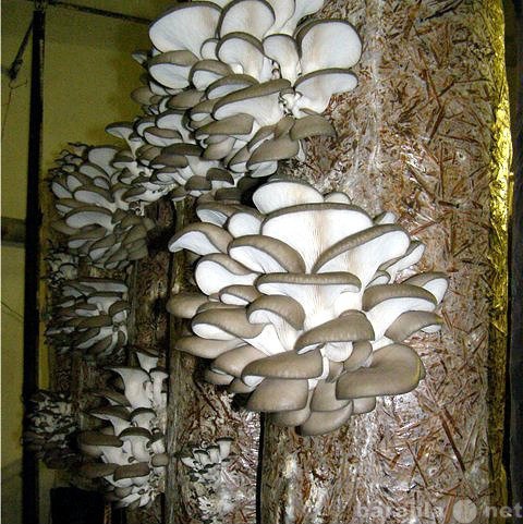 Продам: Мицелий грибов вешенки