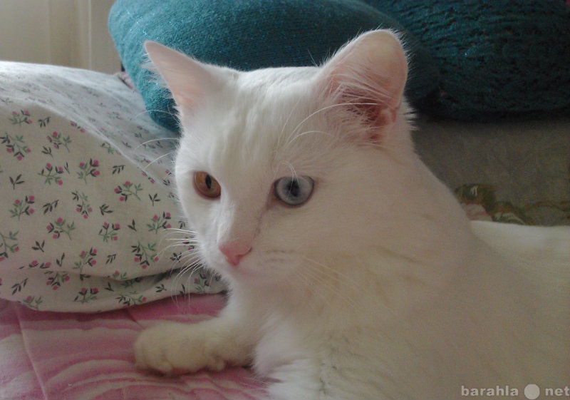 Отдам даром: Белый кот