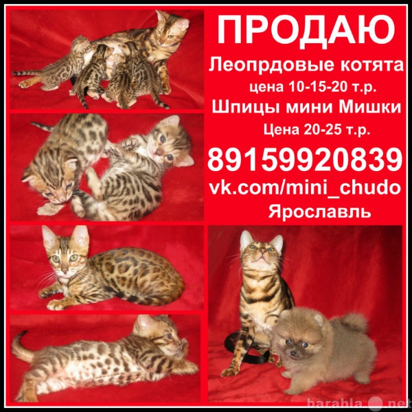 Продам: Леопардовая кошка в Ярославле бенгалы