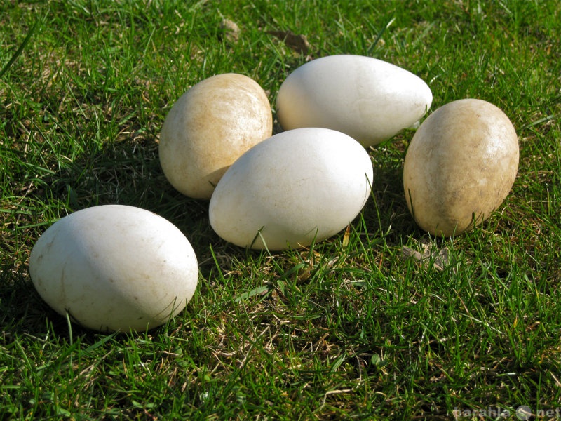 Продам: яйца гуся