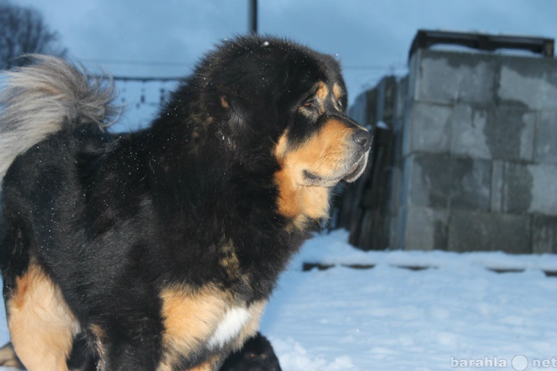 Продам: Тибетский Мастиф - щенок